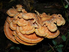 Laetiporus