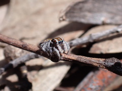Maratus calcitrans