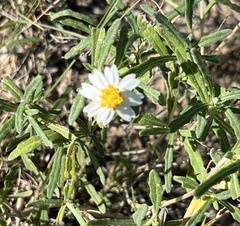 Melampodium cinereum