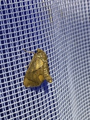 Apoda limacodes