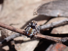 Maratus calcitrans