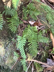 Polypodium appalachianum