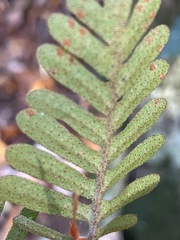 Polypodium appalachianum