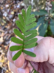 Polypodium appalachianum