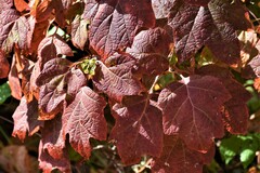 Hydrangea quercifolia