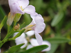 Cakile maritima integrifolia