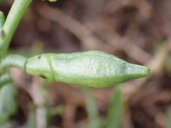 Cakile maritima integrifolia