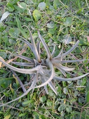 Tillandsia aeranthos