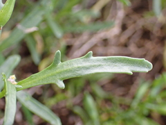 Cakile maritima integrifolia