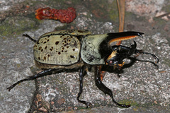 Dynastes grantii