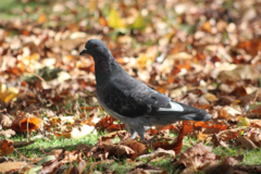 Columba livia domestica