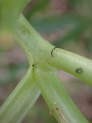 Cakile maritima integrifolia