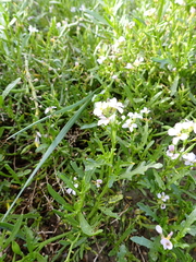 Cakile maritima integrifolia