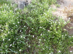 Cakile maritima integrifolia