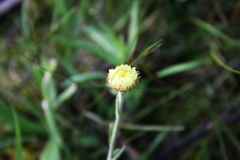 Coronidium scorpioides