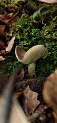 Lactarius costaricensis