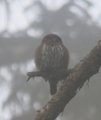 Glaucidium gnoma