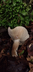 Lactarius costaricensis