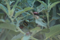 Calligrapha serpentina