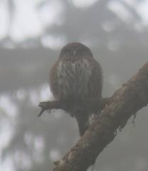 Glaucidium gnoma