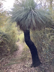 Xanthorrhoea preissii
