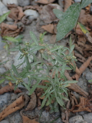 Gnaphalium uliginosum