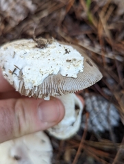 Amanita protecta
