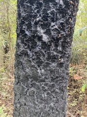 Xanthorrhoea preissii