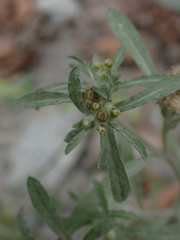 Gnaphalium uliginosum