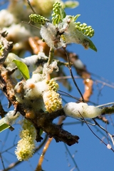 Cephisus siccifolius