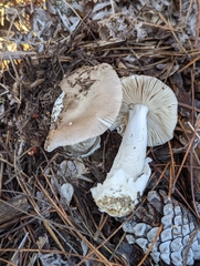 Amanita protecta