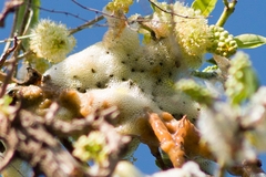 Cephisus siccifolius