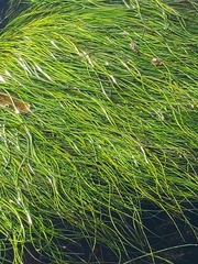 Phyllospadix torreyi