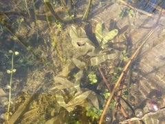 Potamogeton nodosus