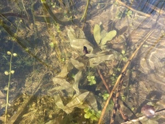 Potamogeton nodosus