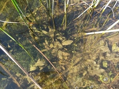 Potamogeton nodosus