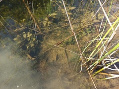 Potamogeton nodosus
