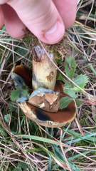 Boletus subvelutipes
