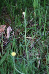 Coronidium scorpioides