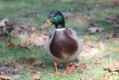 Anas platyrhynchos