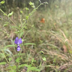 Trichostema