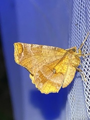 Selenia dentaria