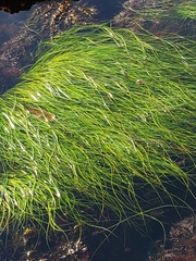 Phyllospadix torreyi