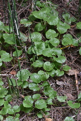 Pyrola asarifolia