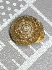 Euchemotrema fraternum