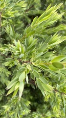 Styphelia triflora