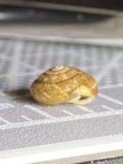 Euchemotrema fraternum