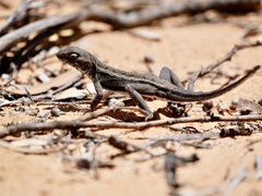 Ctenophorus spinodomus