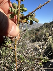 Rosa spithamea