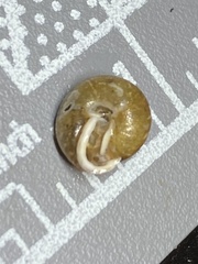 Euchemotrema fraternum